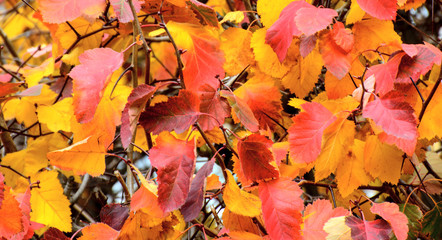 Autumn red-yellow leaves on tree branches. Concept - screensaver for the screen, autumn colors