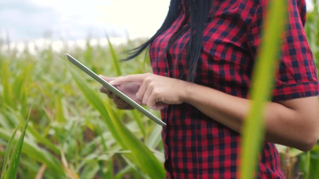 smart lifestyle eco agriculture farming concept . farmer girl plant researcher uses and touch tablet a while checking corn on the farm . woman with digital tablet works in the field