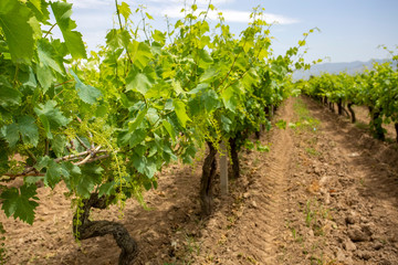 Fototapeta na wymiar The grapes vineyard, agriculture (Turkey Izmir vineyards)