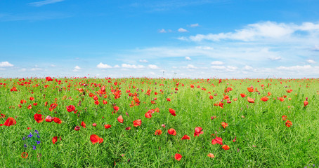 Scarlet poppies on the background of green rapeseed and blue sky. Wide photo.