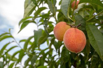 Peaches in nature