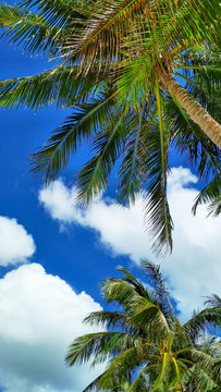 Thailand, crown of palm trees on a background of blue sky and clouds, photo from the bottom. Beach Vacation Concept