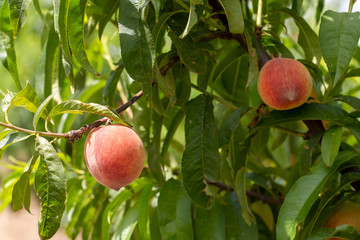 Peach tree, Izmir / Turkey