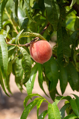 Peach tree, Izmir / Turkey