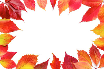 Beautiful colorful autumn leaves isolated on white background.
