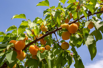 Apricot tree, Izmir / Turkey