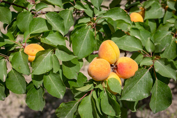 Apricot tree, Izmir / Turkey