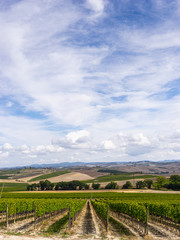Fototapeta na wymiar vineyards on the hills of the Tuscany