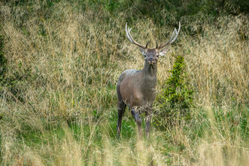 Naklejka na ściany i meble Red deer stag (Cervus elaphus) during the rutting season. Carpathians