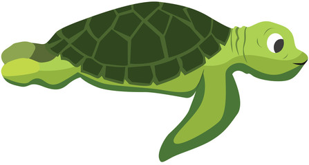 Cartoon turtle flat vector illustration
