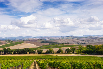 Fototapeta na wymiar vineyards on the hills of the Tuscany