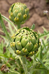 Obraz premium Green fresh artichoke field, Izmir / Turkey