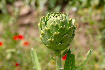 Green fresh artichoke field, Izmir / Turkey