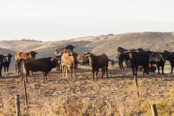 Fighting bulls group of young bulls in the dawn light