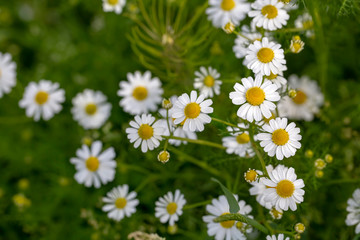 Fototapeta premium Flowering of daisies. Oxeye daisy, Leucanthemum vulgare, Daisies, Dox-eye, Common daisy, Dog daisy, Moon daisy. garden concept