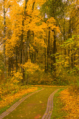 road in autumn forest