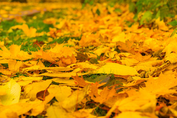 autumn leaves background