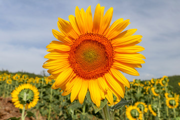 Fototapeta premium Sunflower field