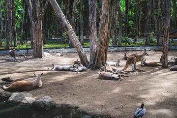 A group of kangaroos laying in the sun on the ground in Currumbin Wildlife Sanctuary on a Gold Coast, Queensland, Australia. 