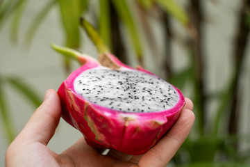 Male hand holding a dragon fruit with a palm tree on a background. Slice of white dragon fruit or pitaya. Tropical and exotic fruits. Healthy and vitamin food concept.