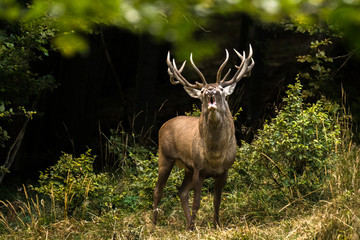 Red deer stag (Cervus elaphus) during the rutting season. Carpathians