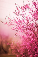 Girl in pink dress in blooming gardens