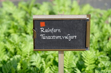 Rainfarn - Kräutergarten