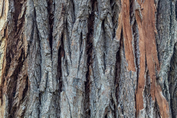 Closeup Tree Bark Texture For Background or Overlay	