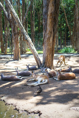 A group of kangaroos laying in the sun on the ground in Currumbin Wildlife Sanctuary on a Gold Coast, Queensland, Australia. 