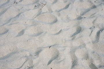 A close-up view of an area of dunes and beach sand in California