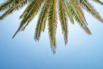 Fototapeta na wymiar Green palm branches