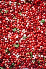 Red ripe berries of a cowberry (lingonberry, Vaccinium vitis-idaea, partridgeberry) with green leaves.