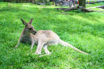 Cute kangaroo laying in the sun on a lush green grass in Currumbin Wildlife Sanctuary on a Gold Coast, Queensland, Australia. 