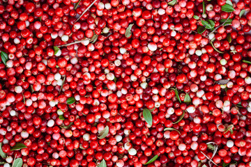 Red ripe berries of a cowberry (lingonberry, Vaccinium vitis-idaea, partridgeberry) with green leaves.