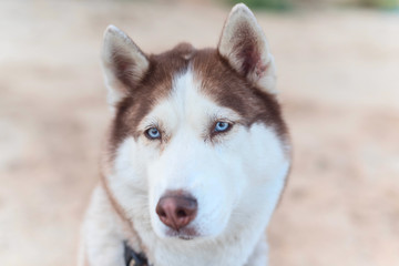Portrait of redhead husky with blue eyes