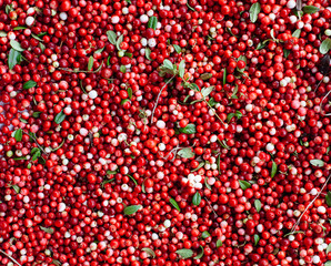 Red ripe berries of a cowberry (lingonberry, Vaccinium vitis-idaea, partridgeberry) with green leaves.