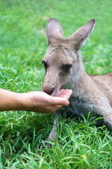 Cute kangaroo laying in the sun on a lush green grass in Currumbin Wildlife Sanctuary on a Gold Coast, Queensland, Australia. 