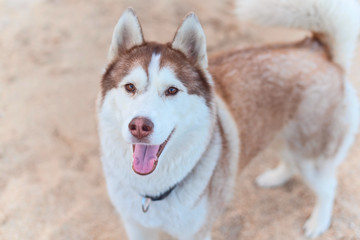 Smiling husky dog in collar standing over sandy hill