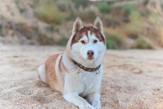 Redhead husky dog with blue eyes lying on the sandy shore