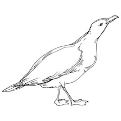 Vector Sky bird seagull in a wildlife. Black and white engraved ink art. Isolated seagull illustration element.