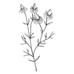 Vector Wildflowers floral botanical flowers. Black and white engraved ink art. Isolated flower illustration element.