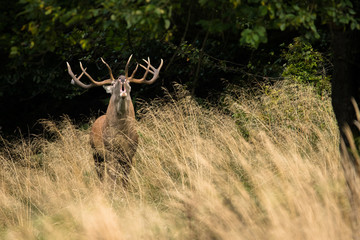 Red deer stag (Cervus elaphus) during the rutting season. Carpathians