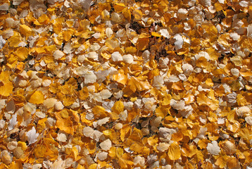 Fall leaves. Natural background. Bright yellow foliage. Ground surface with dry plants, sunny autumn day.