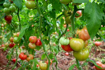 Tomatoes field greenhouse, Antalya / Turkey