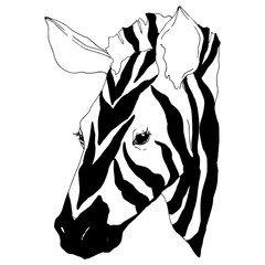Vector Exotic zebra wild animal isolated. Black and white engraved ink art. Isolated animal illustration element.