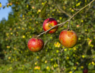 Red apples hanging from the tree, Euskadi