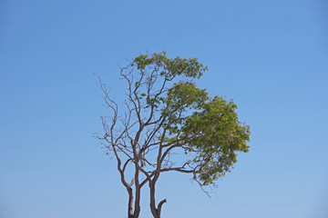 Canopy of a lone eucalyptus tree at a California beach under blue sky