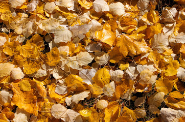Fall leaves. Natural background. Bright yellow foliage. Ground surface with dry plants, sunny autumn day.