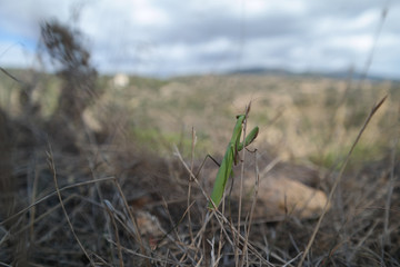 Amantide religiosa