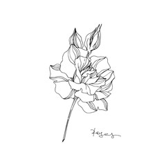 Vector Rose floral botanical flower. Black and white engraved ink art. Isolated rose illustration element.